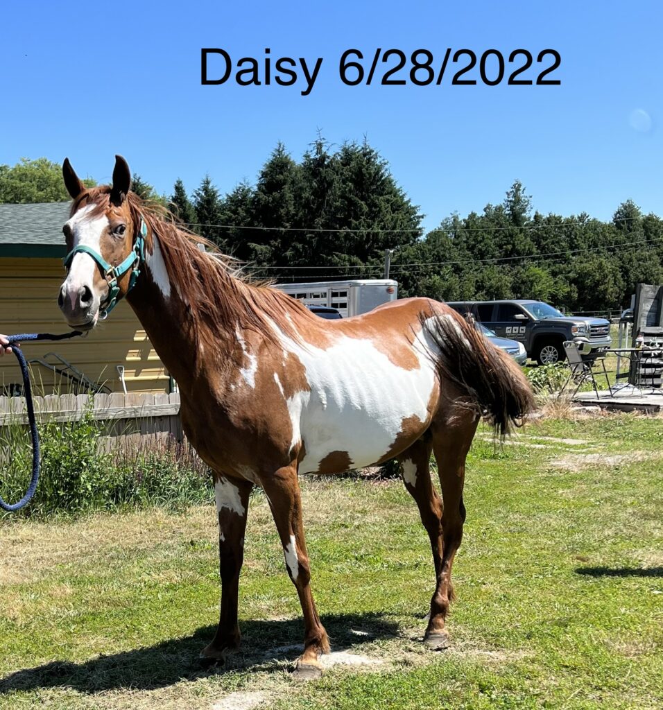 Available Horses Indiana Horse Rescue